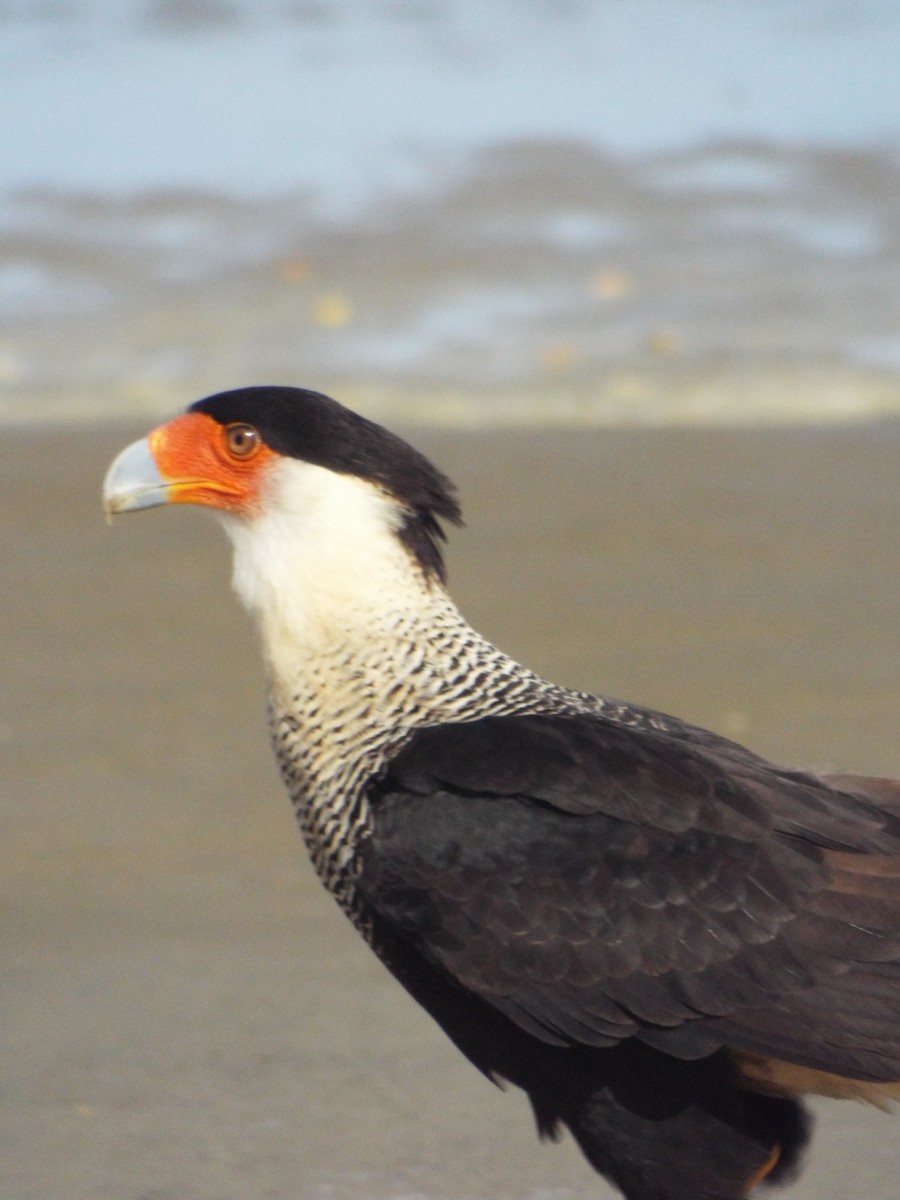 Crested Caracara - ML644265728