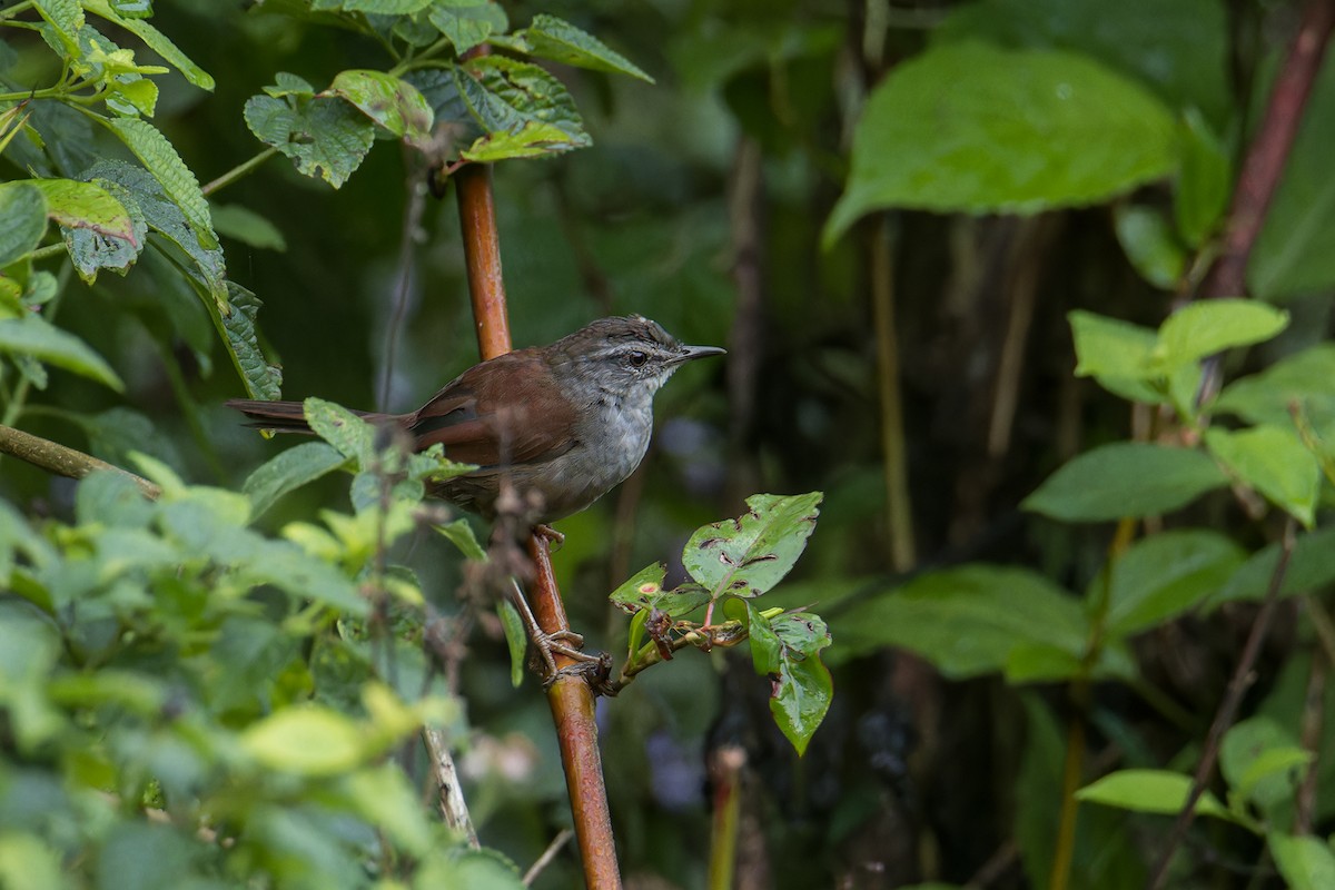 Sulawesi Bush Warbler - ML644265734