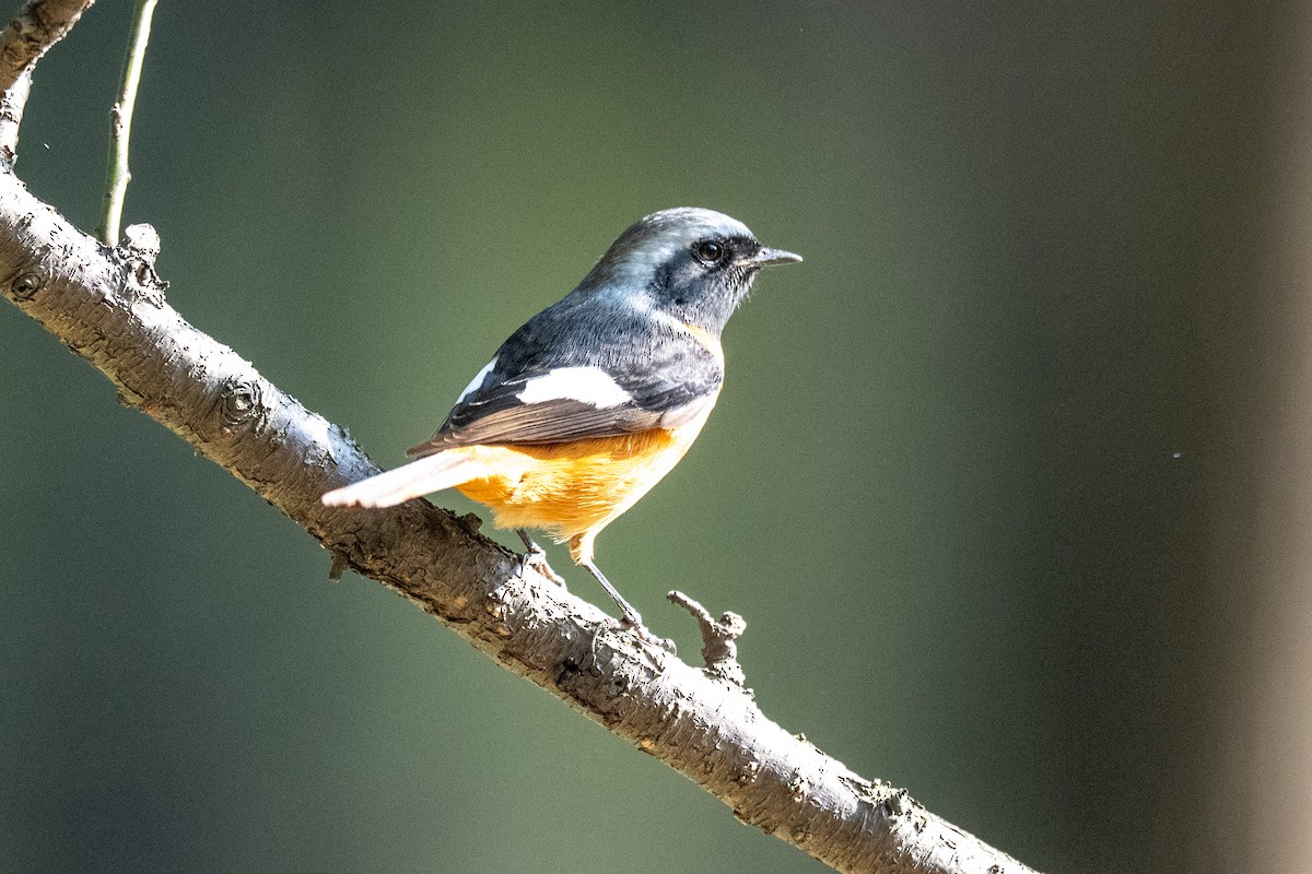 aurorarødstjert - ML644265736