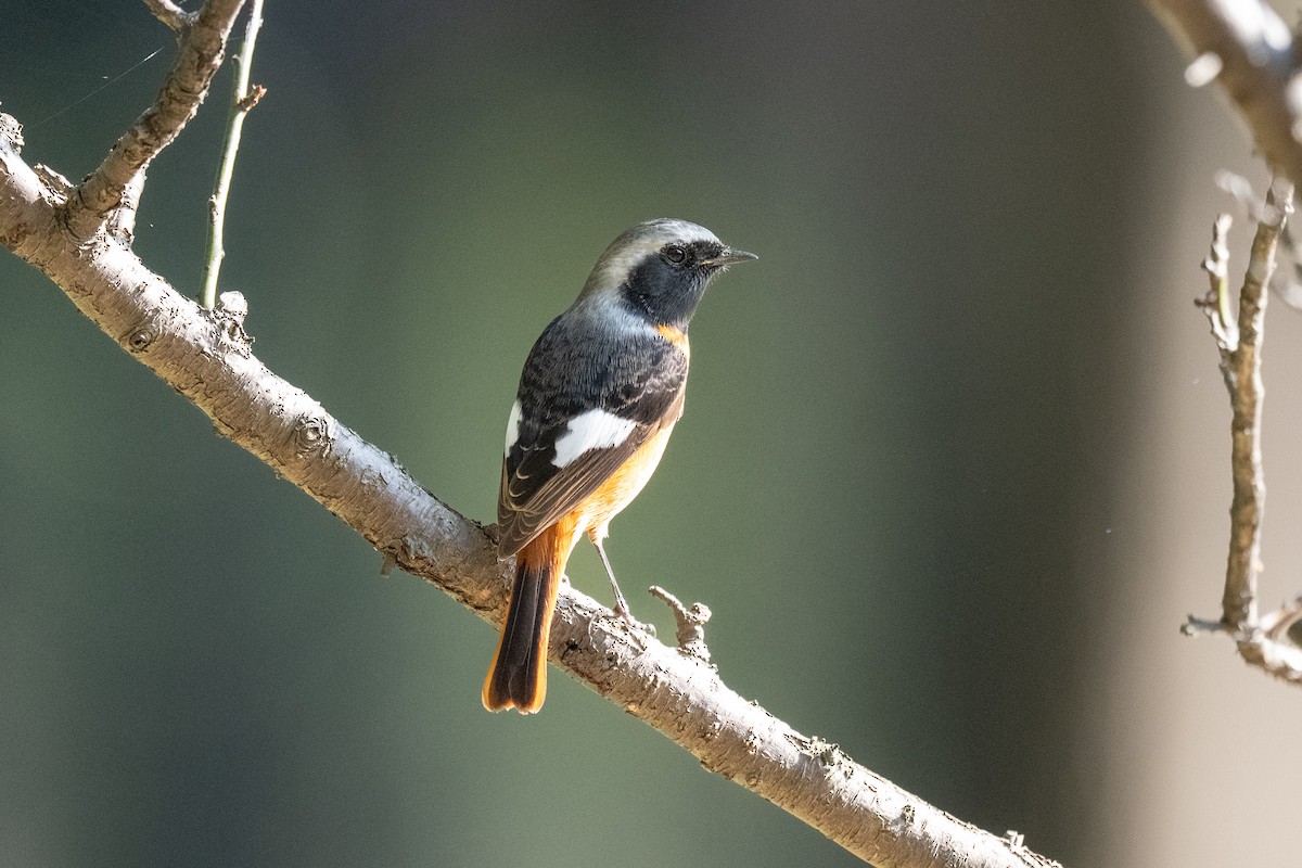 aurorarødstjert - ML644265737