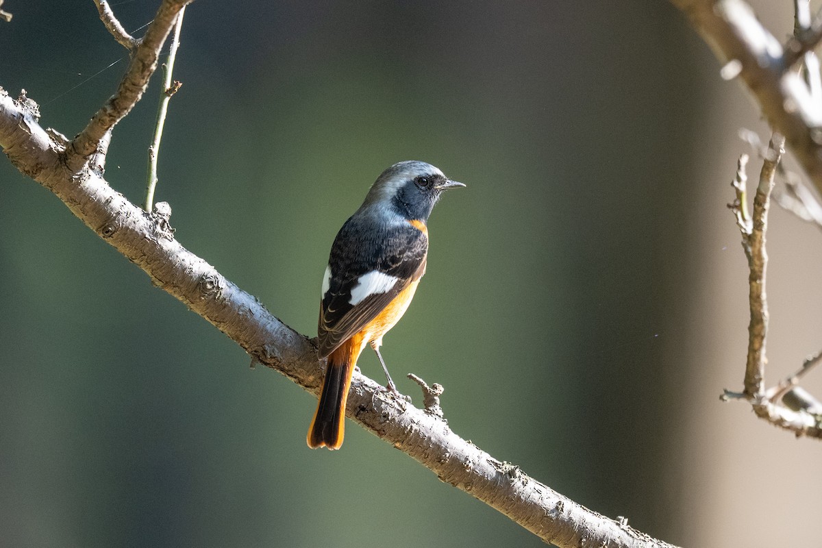 aurorarødstjert - ML644265738