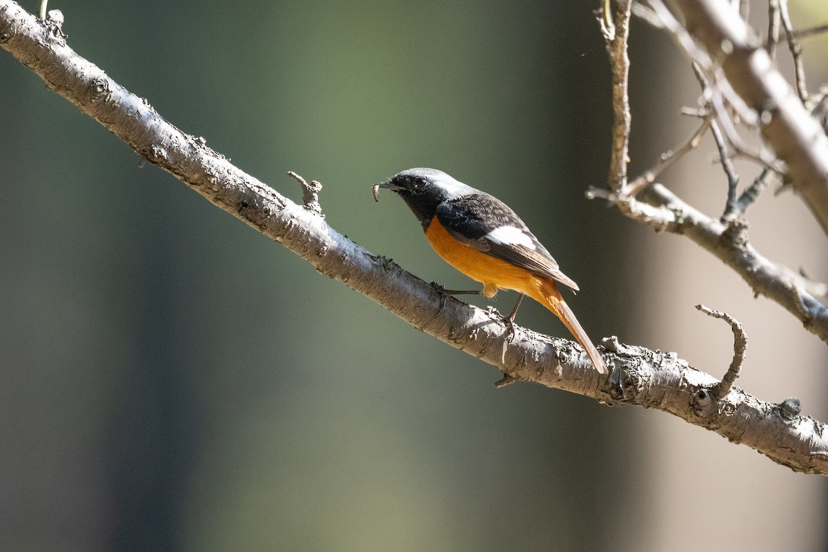 aurorarødstjert - ML644265739