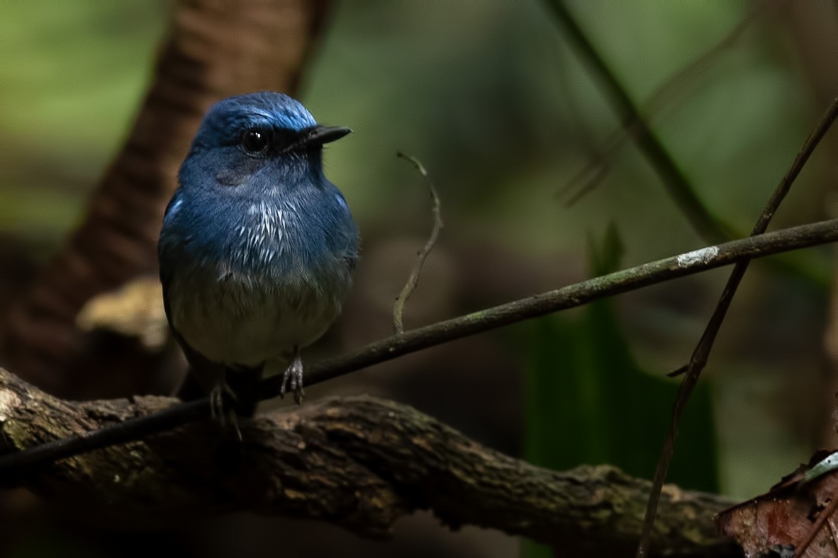 Hainan Blue Flycatcher - ML644265746