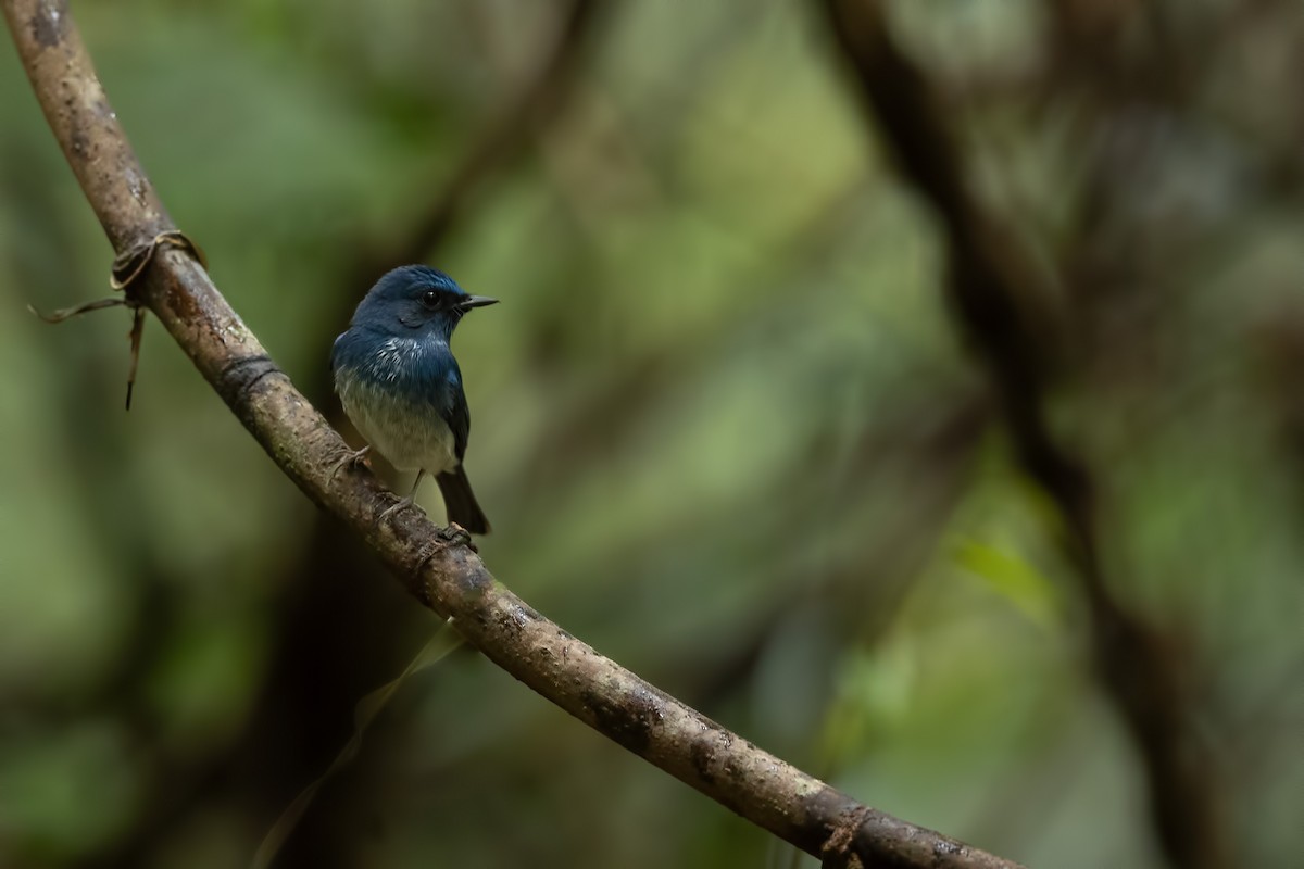 Hainan Blue Flycatcher - ML644265747