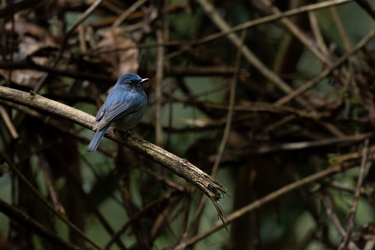 Hainan Blue Flycatcher - ML644265748
