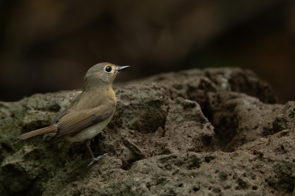 Hainan Blue Flycatcher - ML644265749