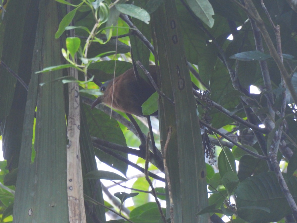 Чернобрюхая пиайя - ML644265757