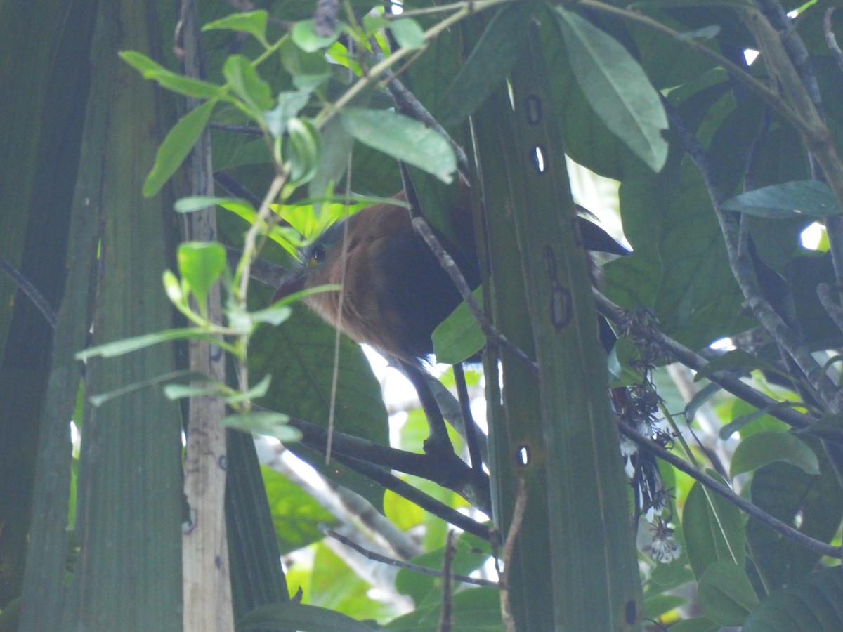 Чернобрюхая пиайя - ML644265758