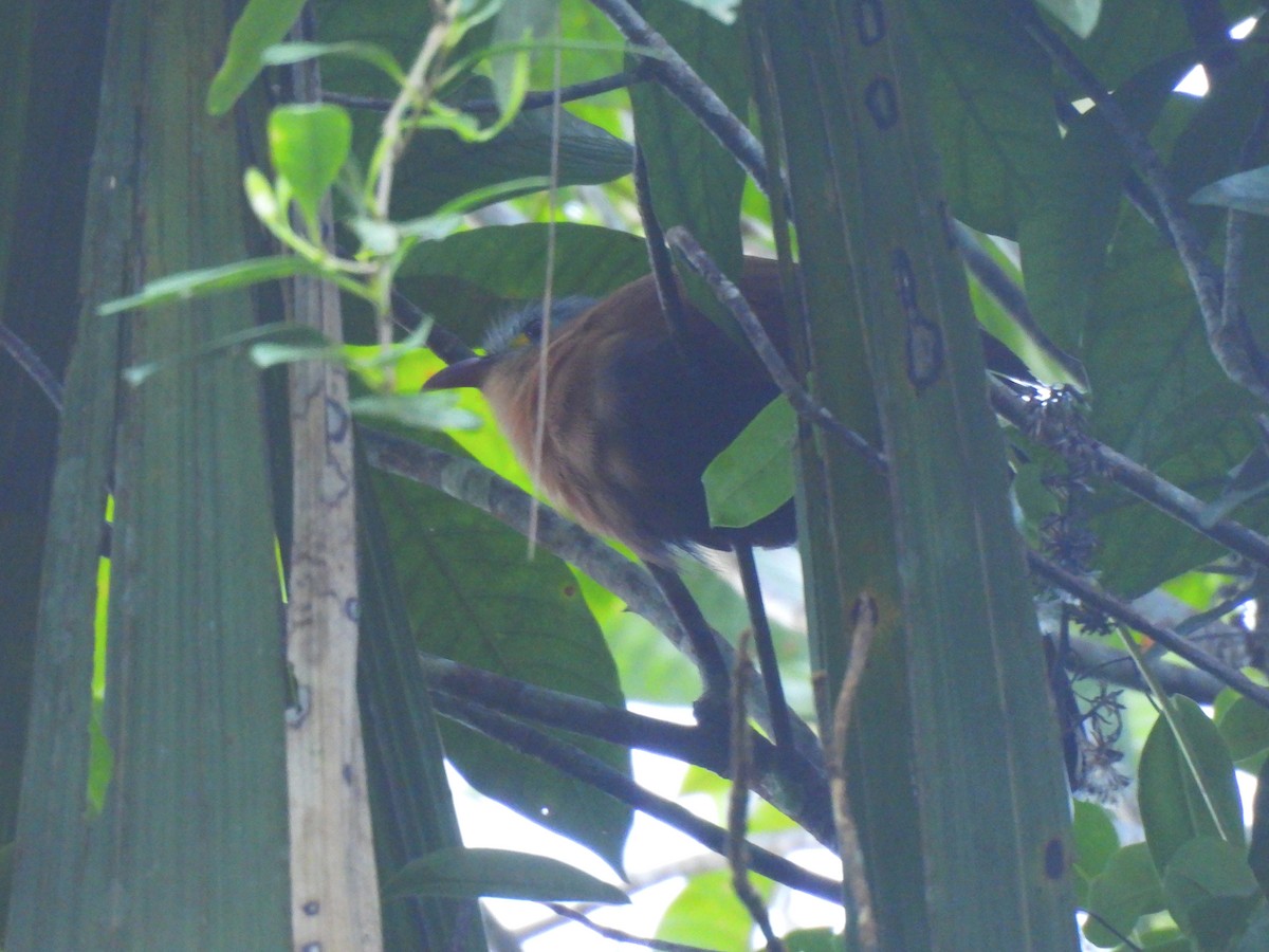 Чернобрюхая пиайя - ML644265759