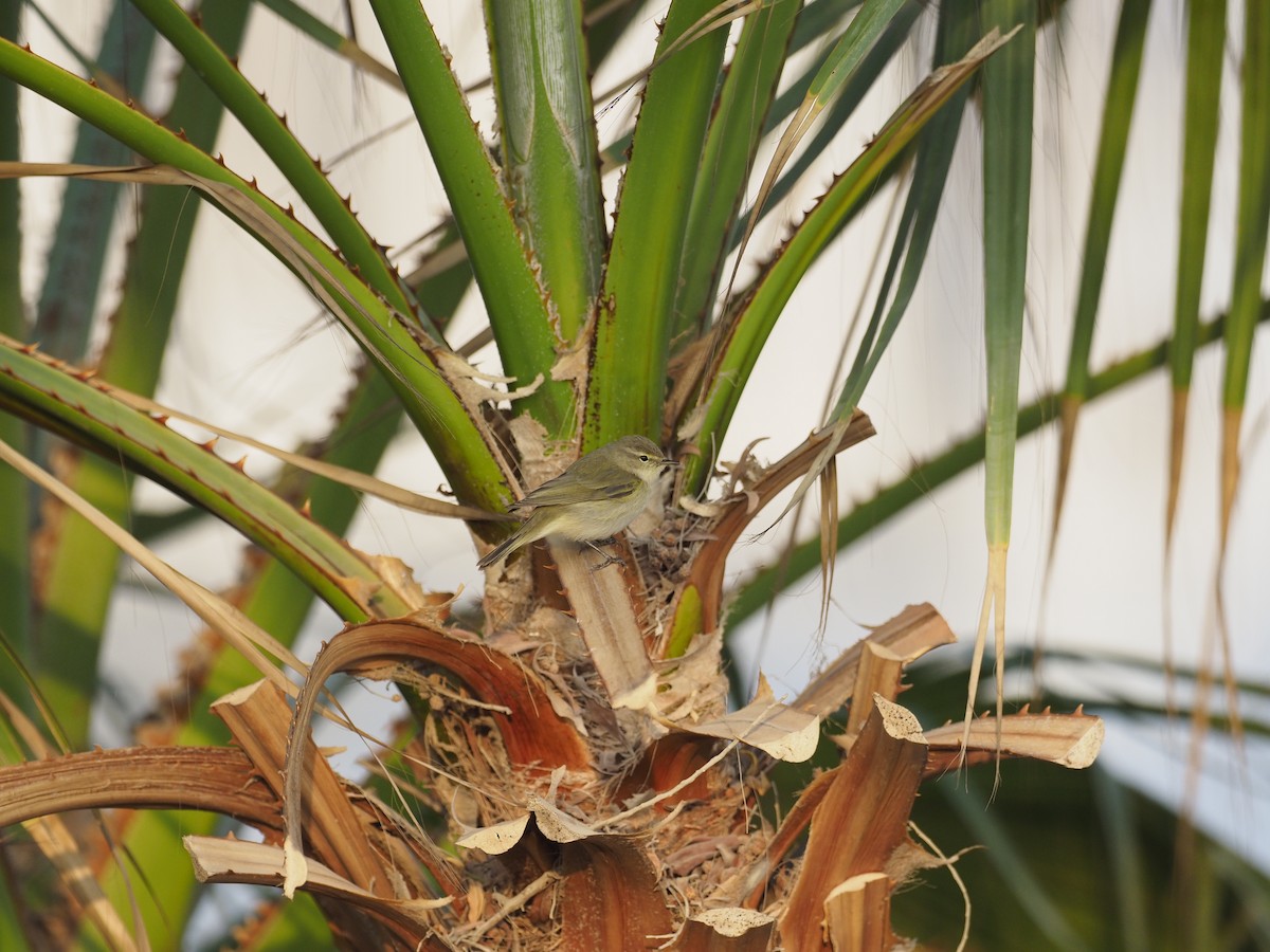 Common Chiffchaff - ML644265764