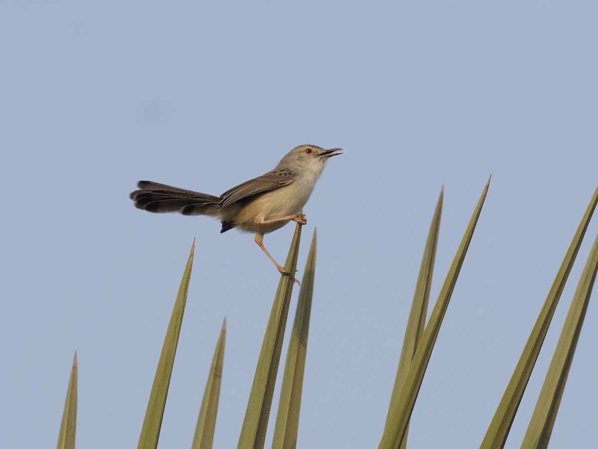 Graceful Prinia - ML644265786