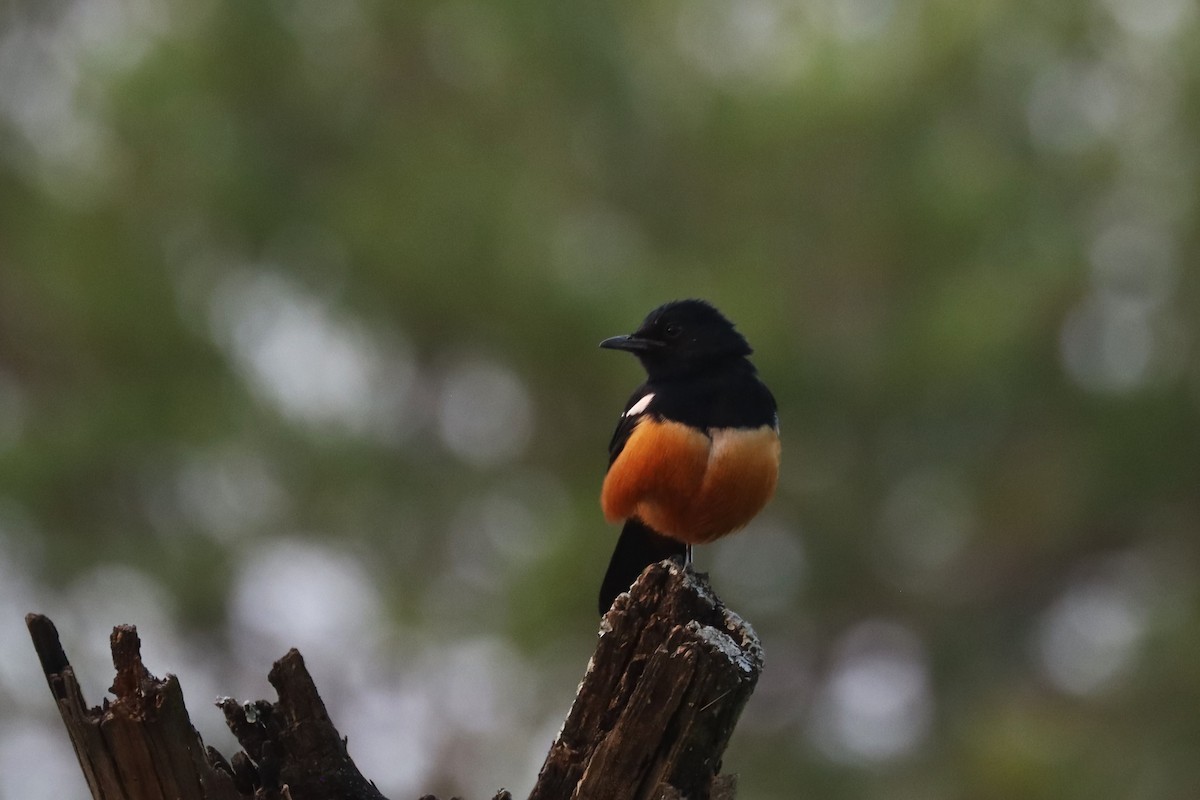 Mocking Cliff-Chat - ML644265788