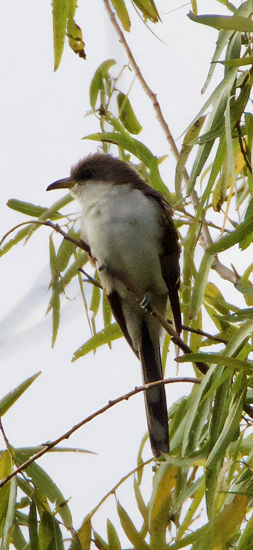 Coulicou à bec jaune - ML644265791
