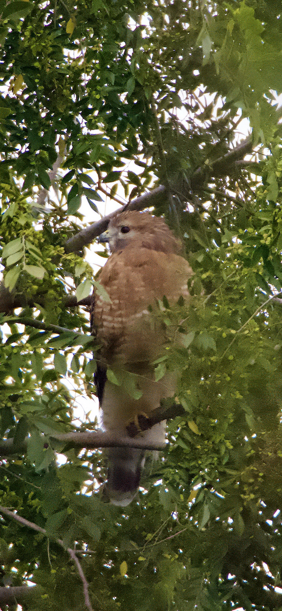 Red-shouldered Hawk - ML644265793