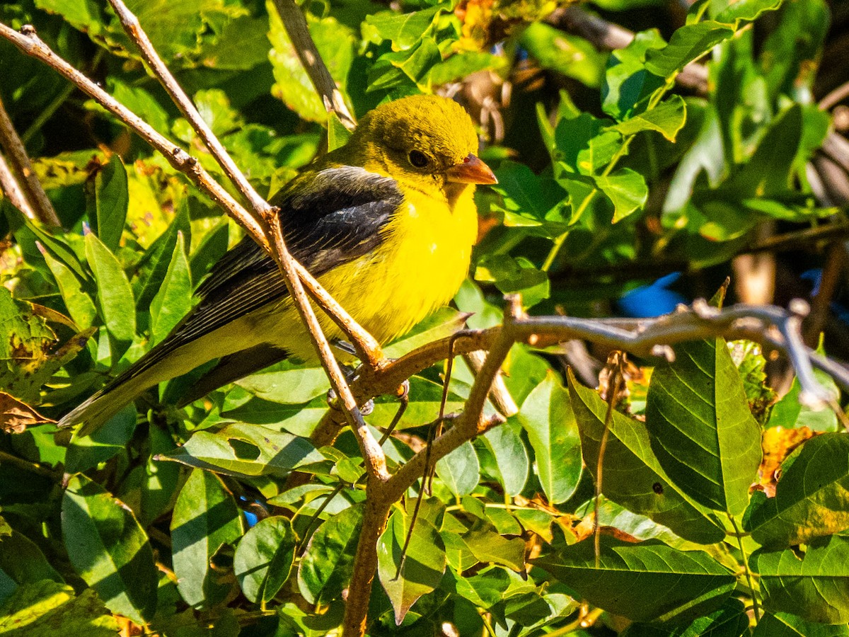 Scarlet Tanager - ML644265800