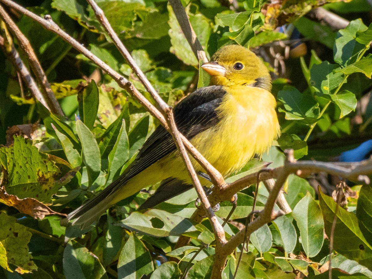 Scarlet Tanager - ML644265801