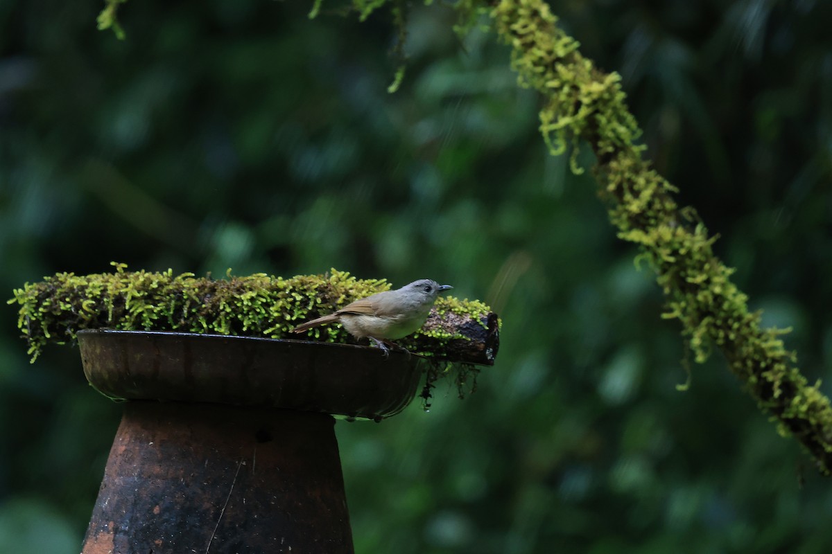 gråkronefulvetta - ML644265807