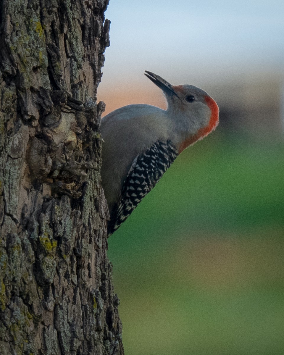 Red-bellied Woodpecker - ML644265808