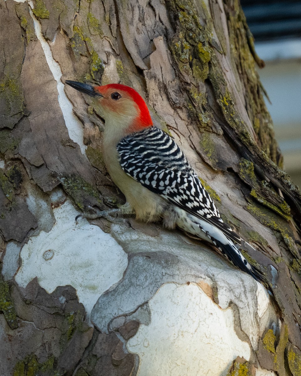 Red-bellied Woodpecker - ML644265809