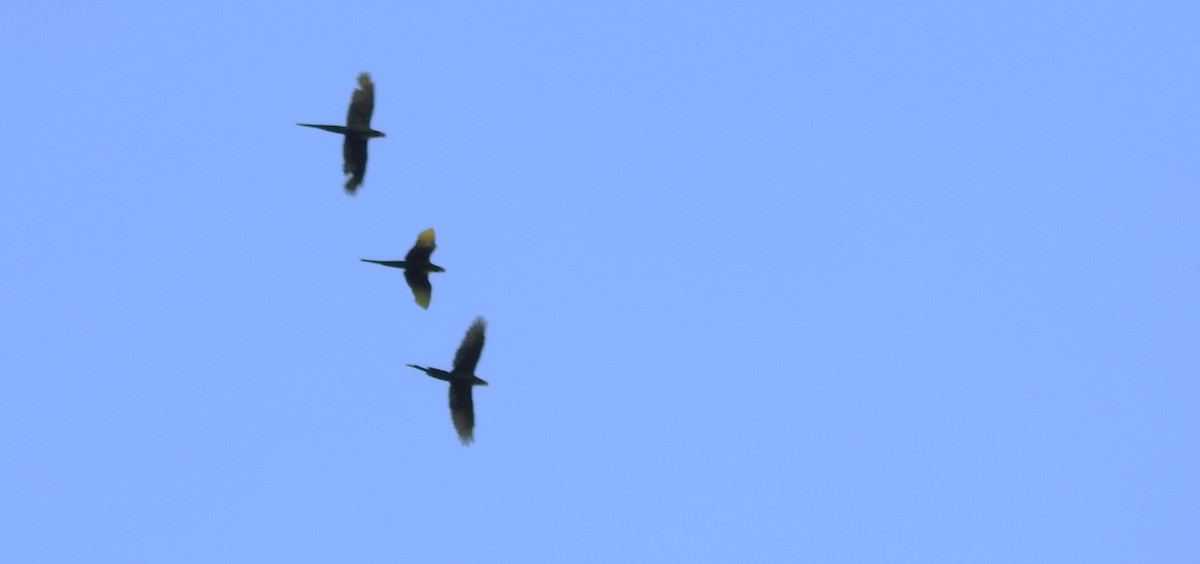 Military Macaw - ML644265812