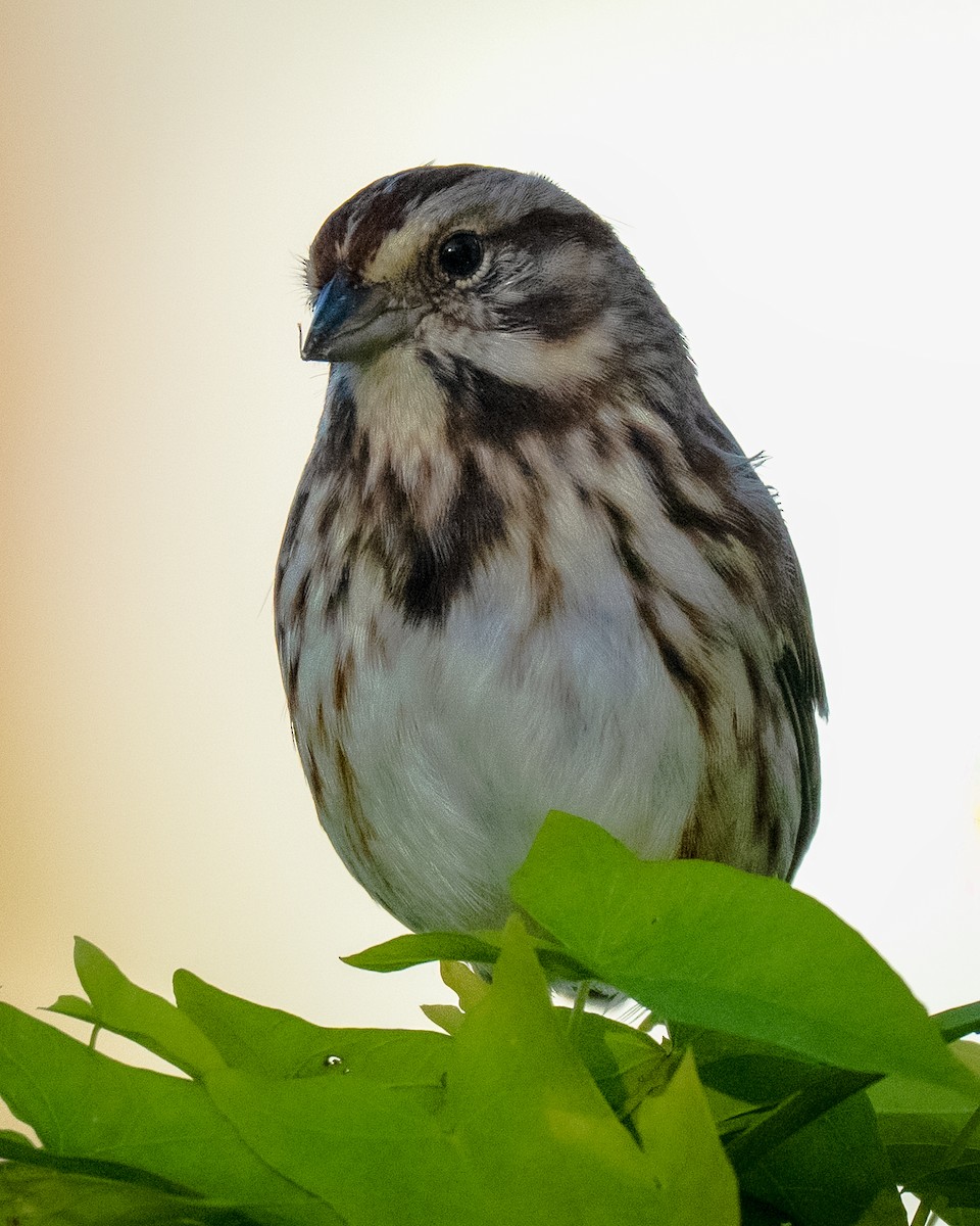 Song Sparrow - ML644265815