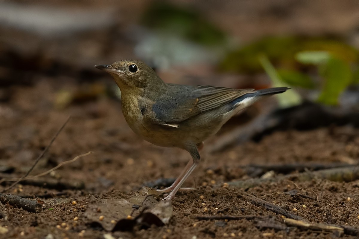 Номин гургалдай - ML644265816