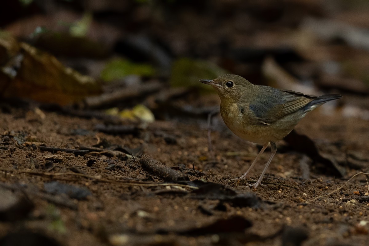 Номин гургалдай - ML644265817