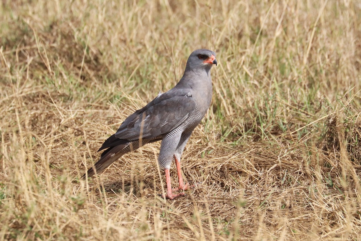 Dark Chanting-Goshawk - ML644265822