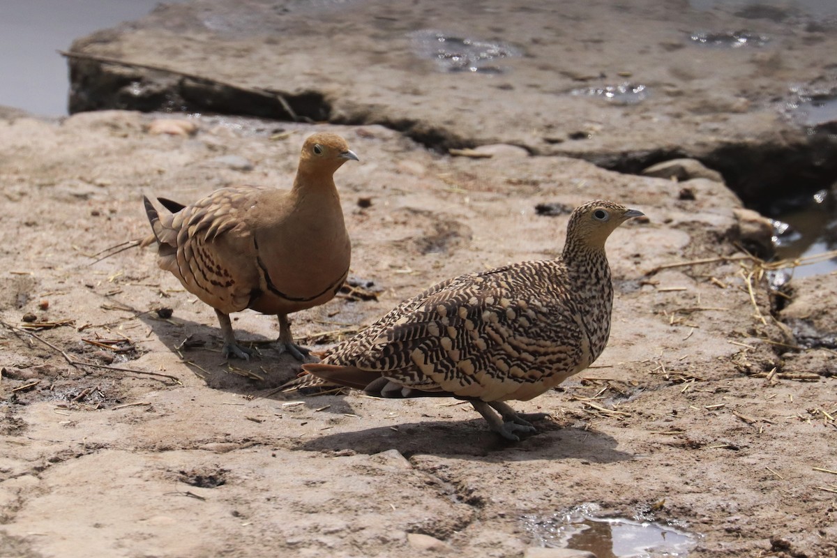 Ganga azpiarrea - ML644265843