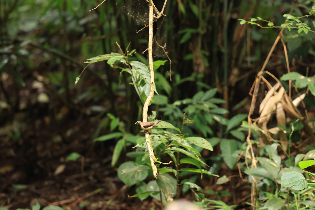 masurnonne - ML644265846