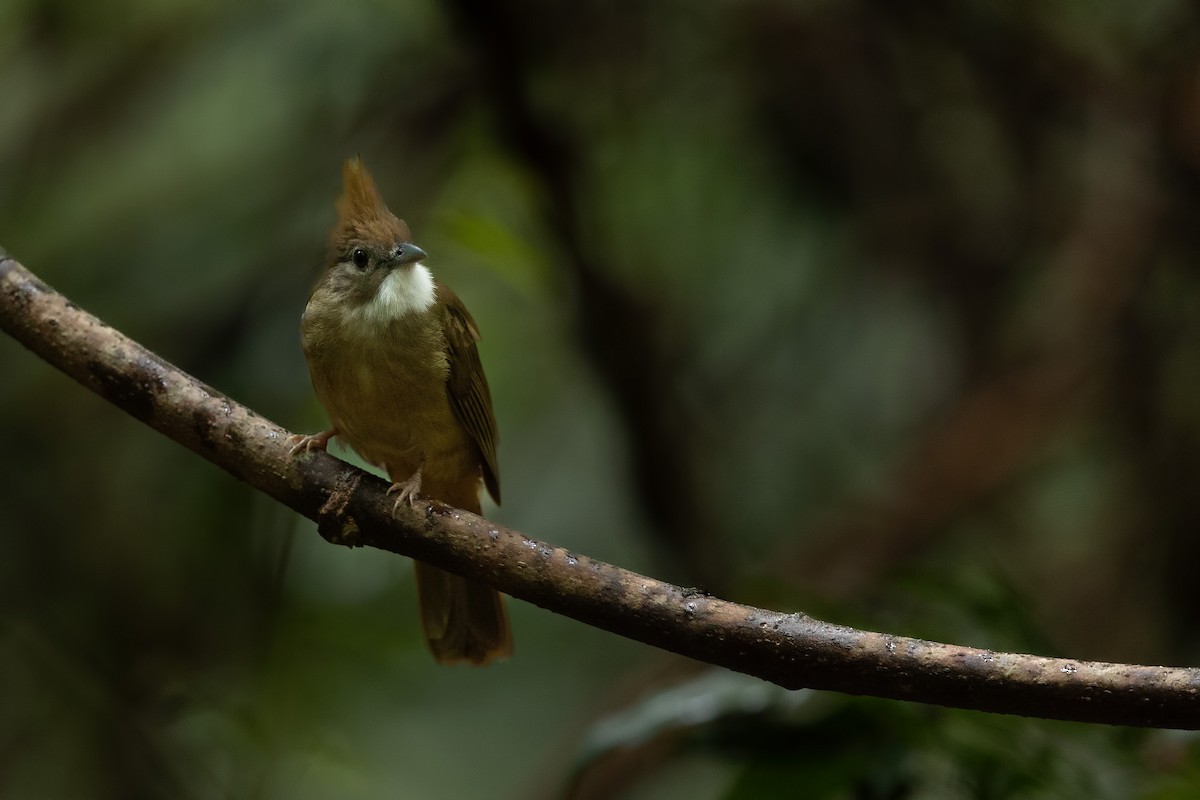 Ochraceous Bulbul - ML644265851