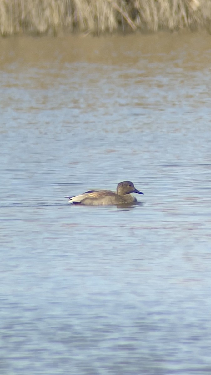 Gadwall - ML644265856