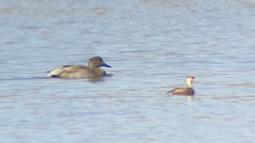 Gadwall - ML644265857