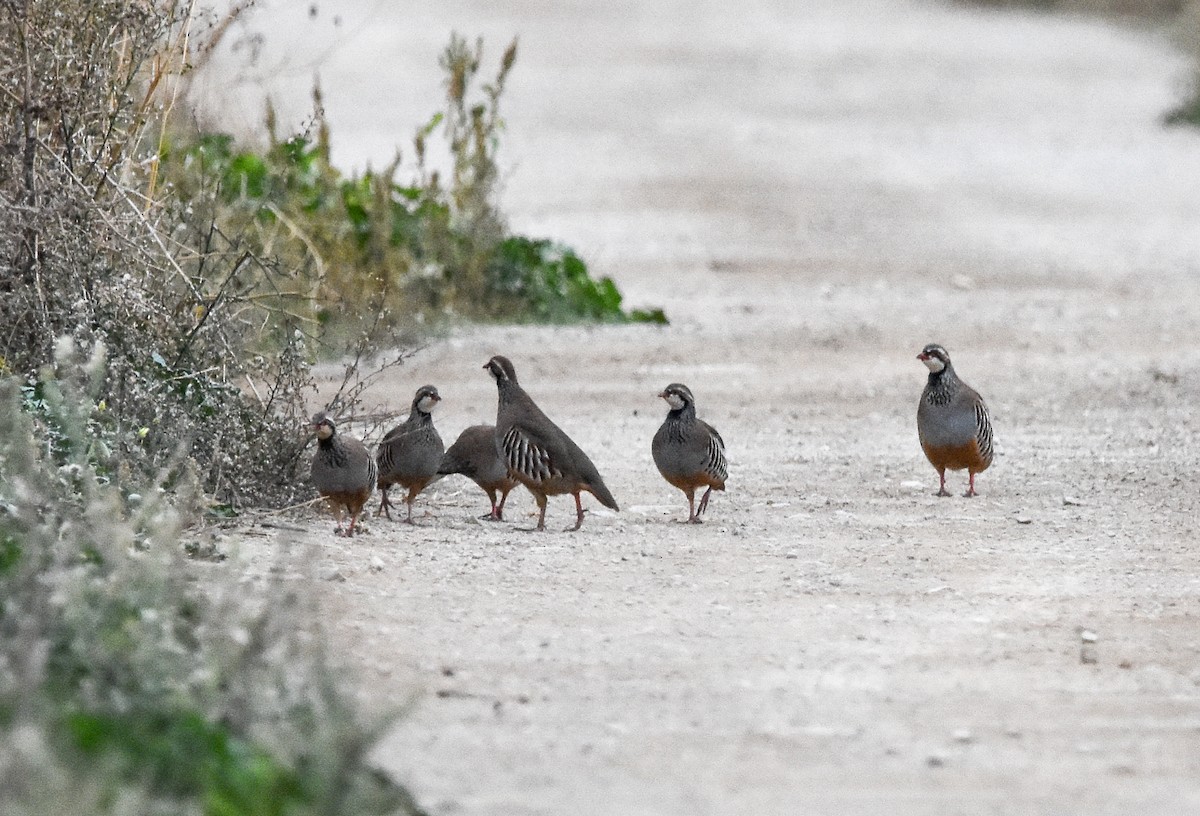 Red-legged Partridge - ML644265861