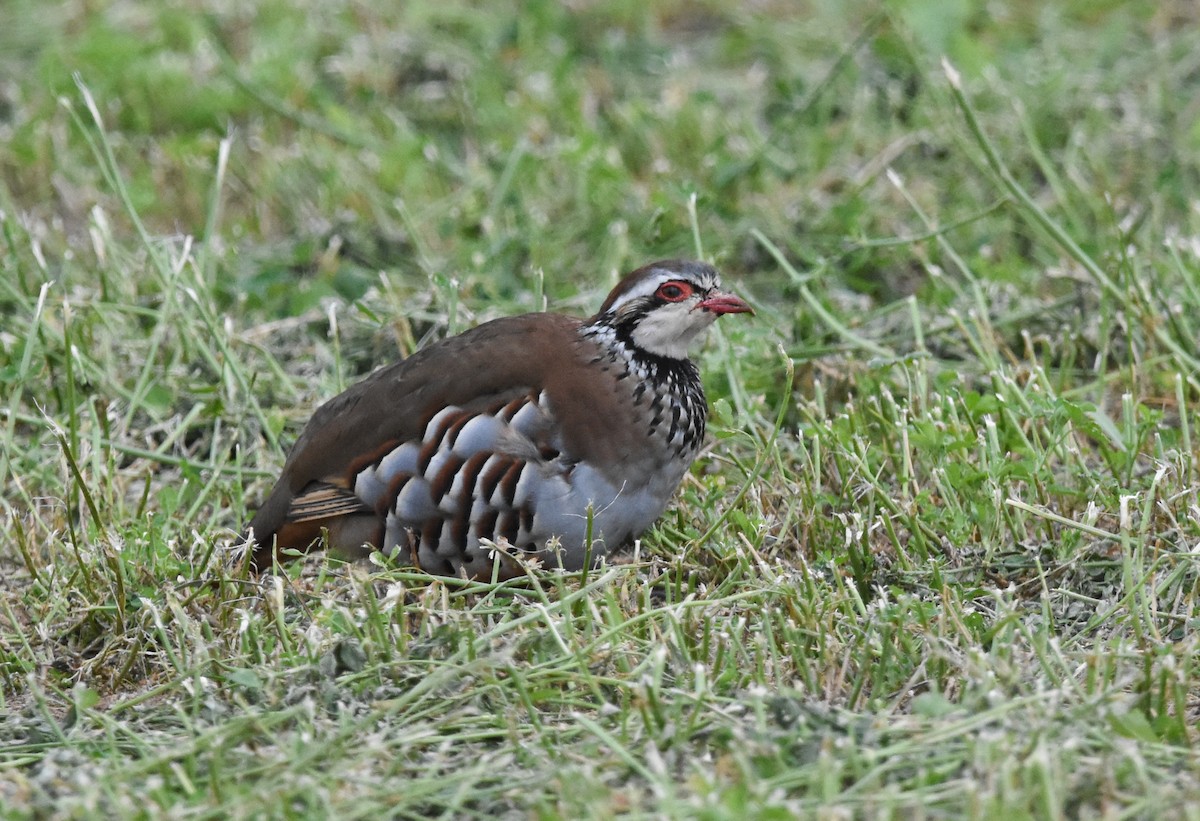 Red-legged Partridge - ML644265862