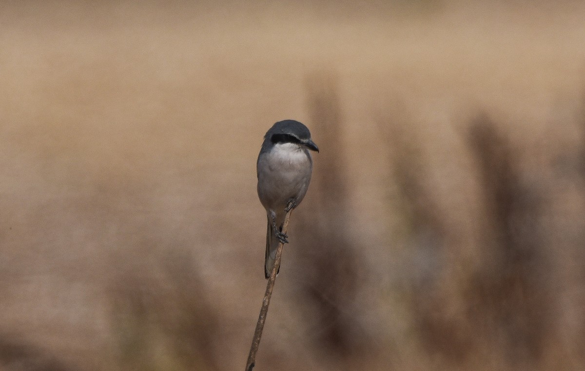 Iberian Gray Shrike - ML644265894