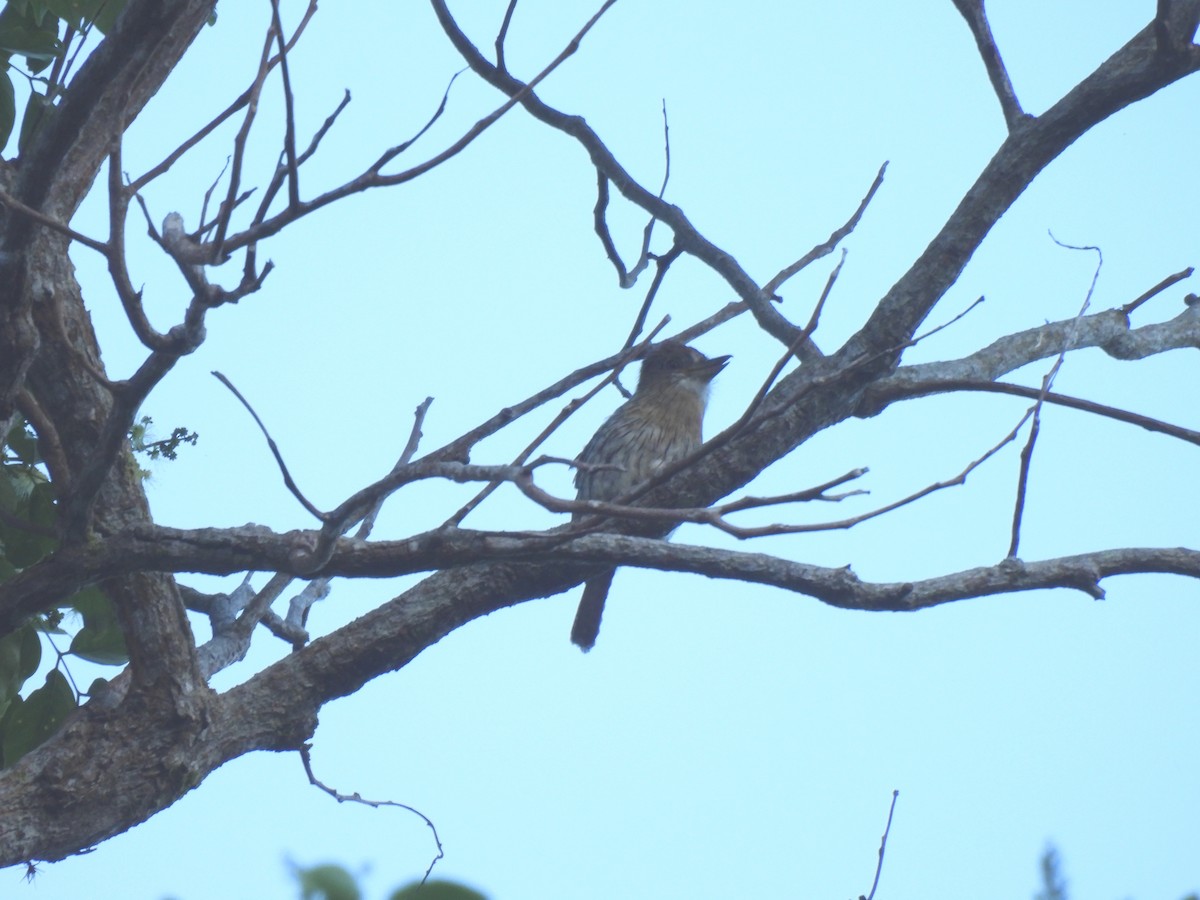 Western Striolated-Puffbird - ML644265896