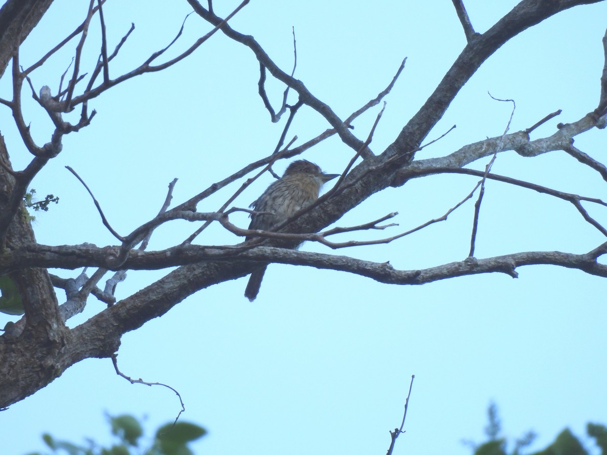 Western Striolated-Puffbird - ML644265897