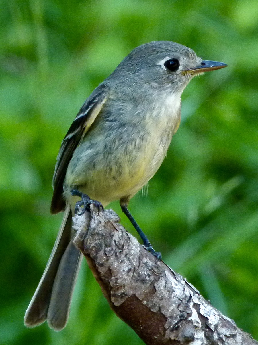 Dusky Flycatcher - ML644265903