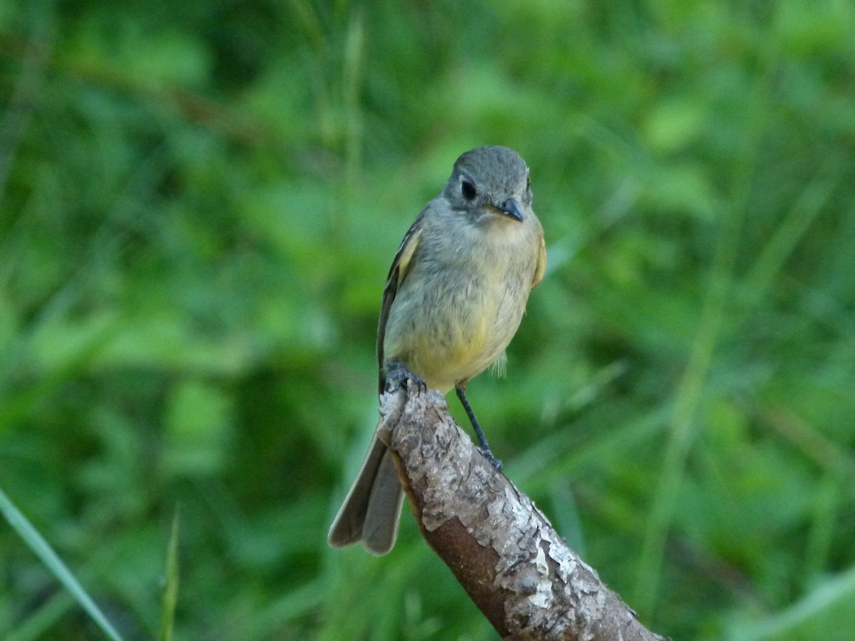 Dusky Flycatcher - ML644265907
