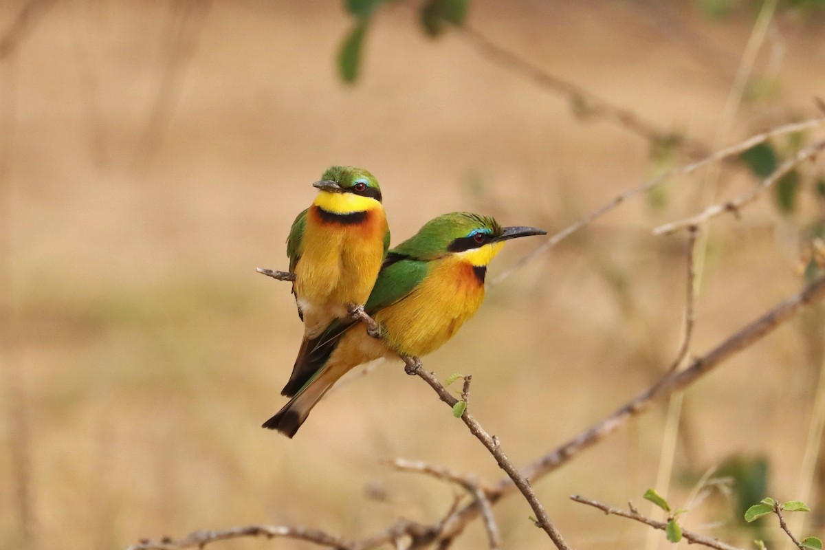 Бджолоїдка карликова - ML644265910