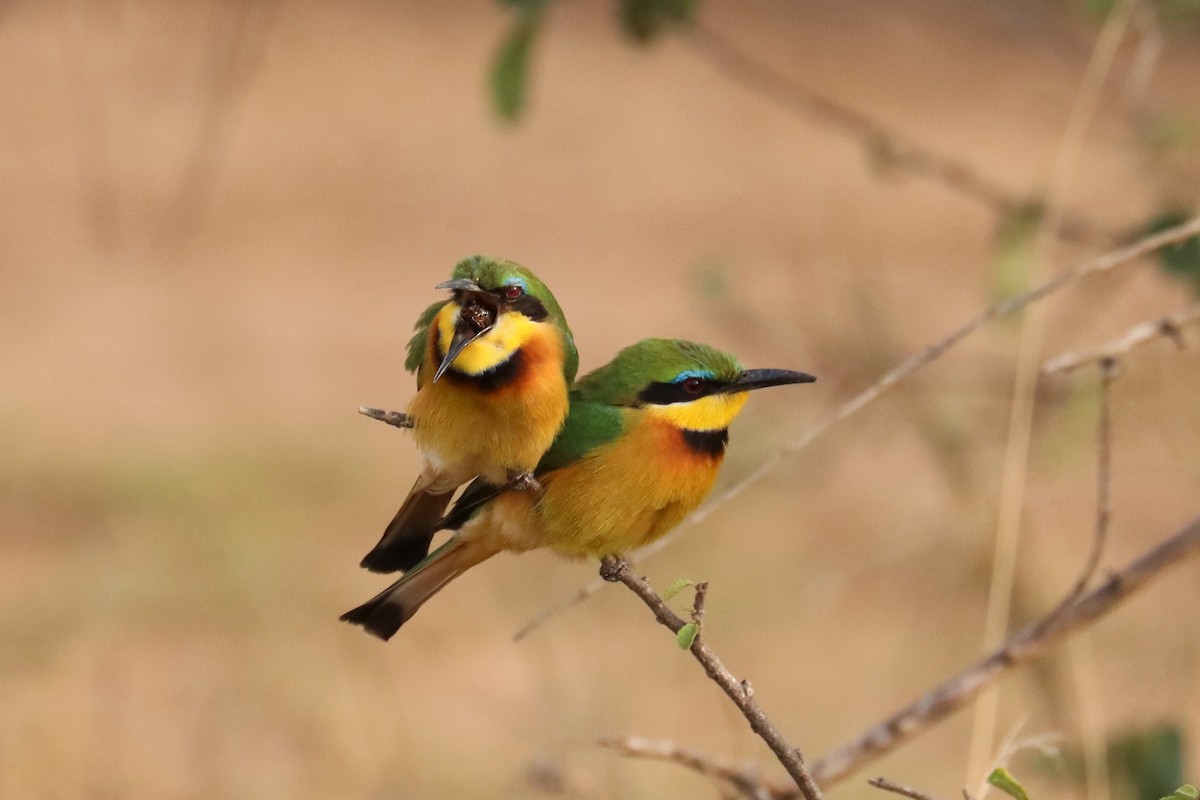 Бджолоїдка карликова - ML644265911