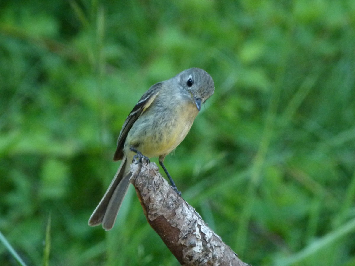 Dusky Flycatcher - ML644265912