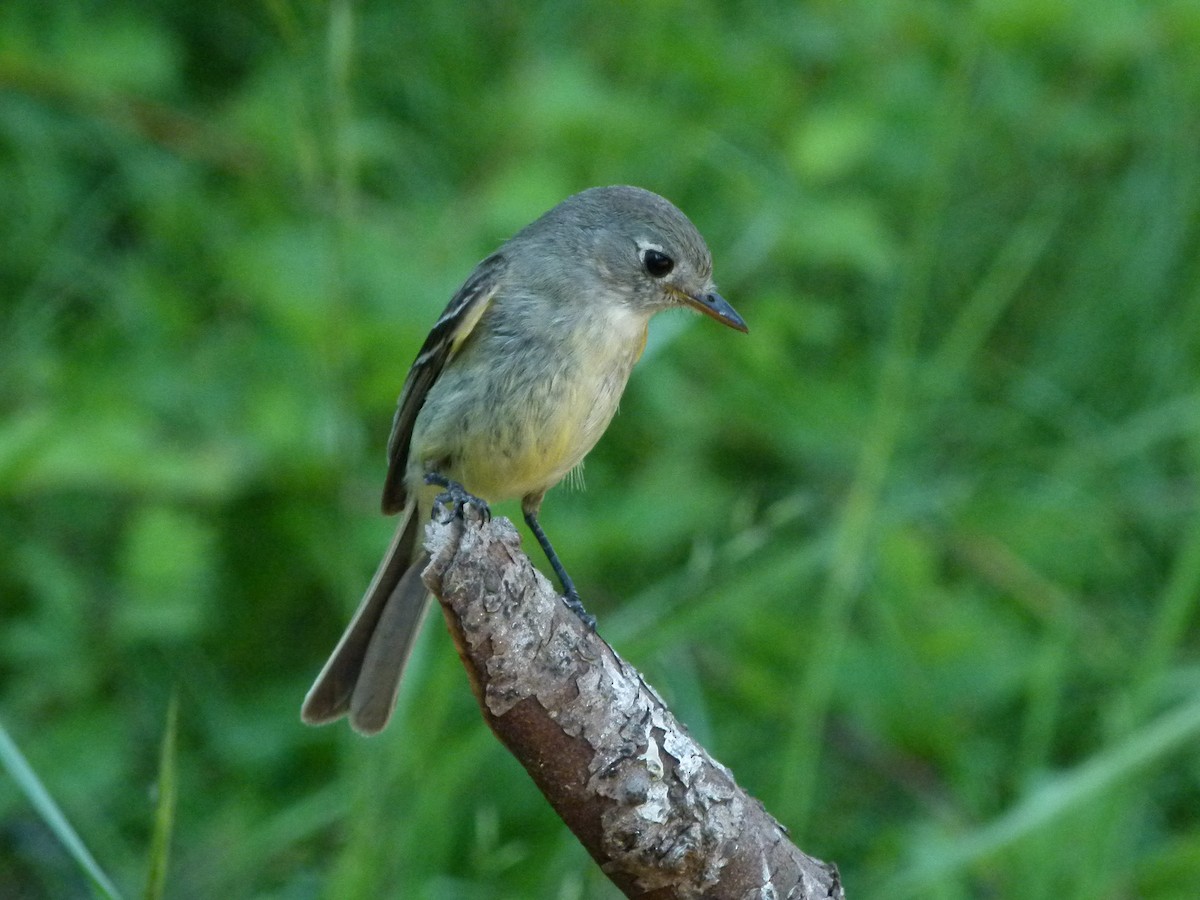 Dusky Flycatcher - ML644265917