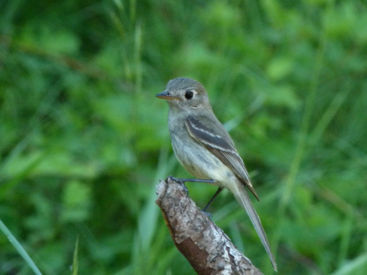 Dusky Flycatcher - ML644265920