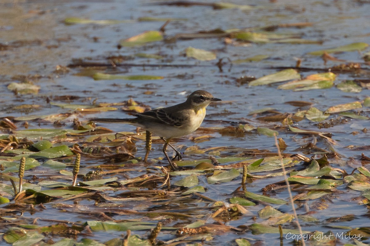 gulerle - ML644265931