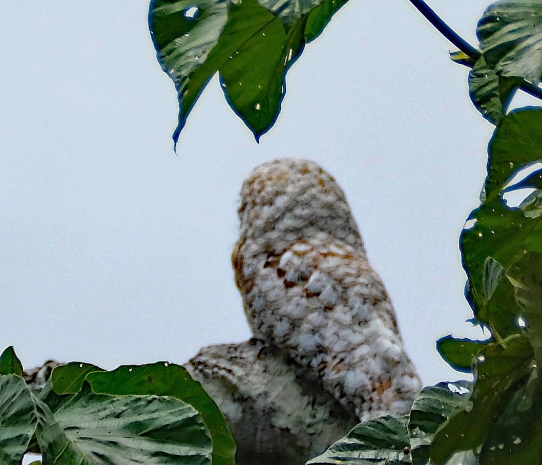 Great Potoo - ML644265932