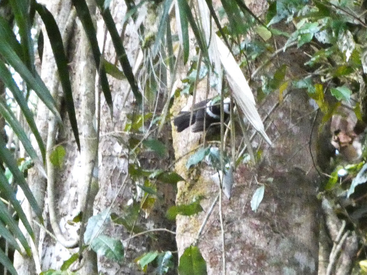 Pied Monarch - ML644265933