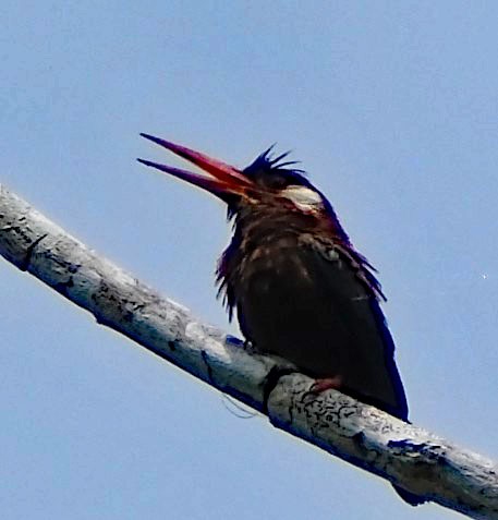 White-eared Jacamar - ML644265942