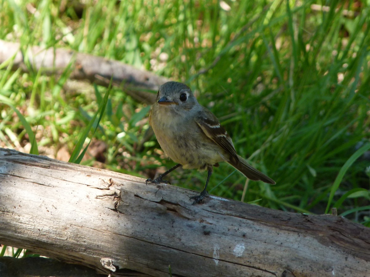 Dusky Flycatcher - ML644265946